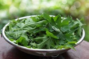 Ampalaya o acı kabak yaprakları - taze ürün