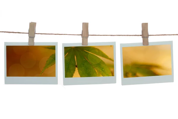 Photo frame with  templates and green leaf