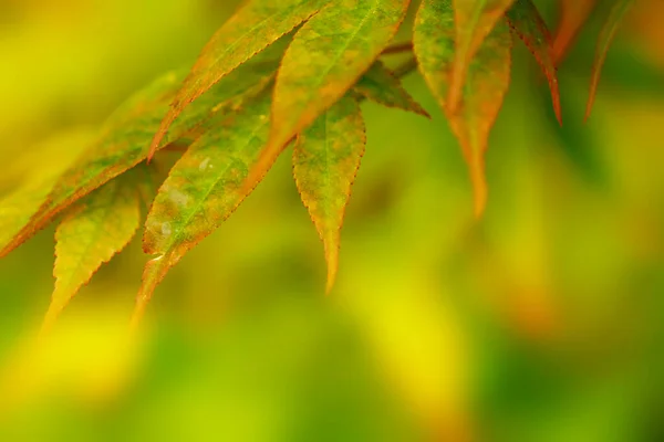 Ein Stamm Vom Herbstbaum Grün Bis Gelb — Stockfoto