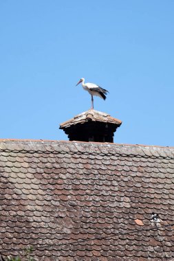 Beyaz leylek ve yuva üstünde tepe-in yenilenmiş ahşap evler Avrupa leylek köyü Cigoc, Hırvatistan