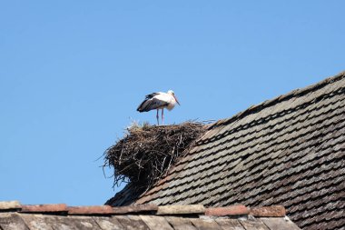 Beyaz leylek ve yuva üstünde tepe-in yenilenmiş ahşap evler Avrupa leylek köyü Cigoc, Hırvatistan