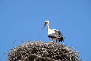 Beyaz leylek ve yuva üstünde tepe-in yenilenmiş ahşap evler Avrupa leylek köyü Cigoc, Hırvatistan