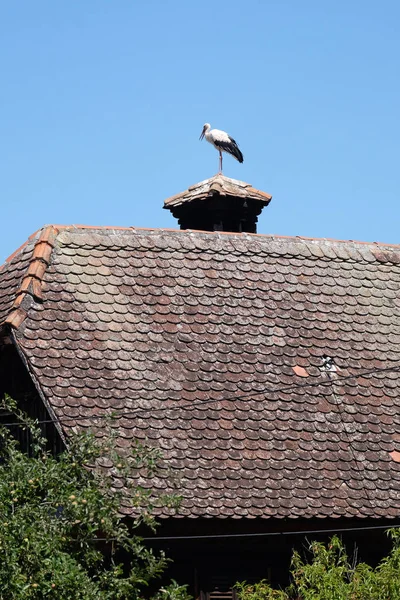 Vit Stork Och Boet Ovanpå Renoverade Trähus Europeiska Stork Čigoč — Stockfoto