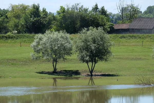 Sava River One Very Few Unchanged Lowland Rivers Europe Lonjsko — Stock Photo, Image