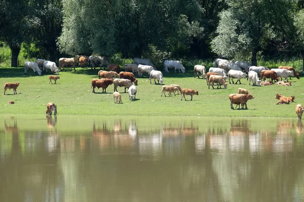 土地の伝統的な使用はまだ許可川で冷却し Lonjsko ポリエ クロアチアにサヴァ川のほとりに放牧牛 — ストック写真
