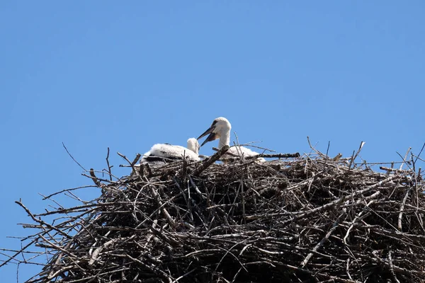 コウノトリと欧州のコウノトリの村 Cigoc クロアチアで改装された木造の上に巣 — ストック写真