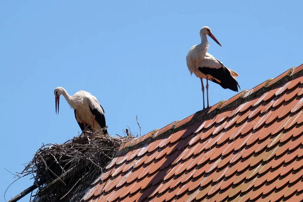 Čáp Bílý Hnízdo Vrcholu Renovované Dřevěné Domy Evropských Čáp Vesnici — Stock fotografie