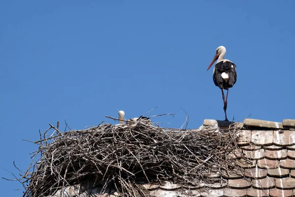 Čáp Bílý Hnízdo Vrcholu Renovované Dřevěné Domy Evropských Čáp Vesnici — Stock fotografie