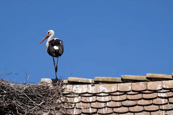 White Stork Nest Top Refurbished Wooden Houses European Stork Village — Stock Photo, Image