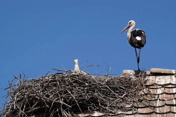 White Stork Nest Top Refurbished Wooden Houses European Stork Village — Stock Photo, Image