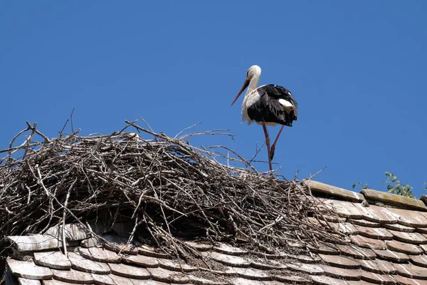 White Stork Nest Top Refurbished Wooden Houses European Stork Village — Stock Photo, Image