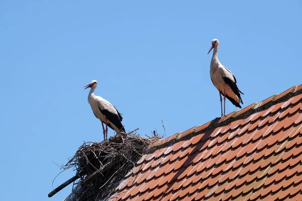 White Stork Nest Top Refurbished Wooden Houses European Stork Village — Stock Photo, Image