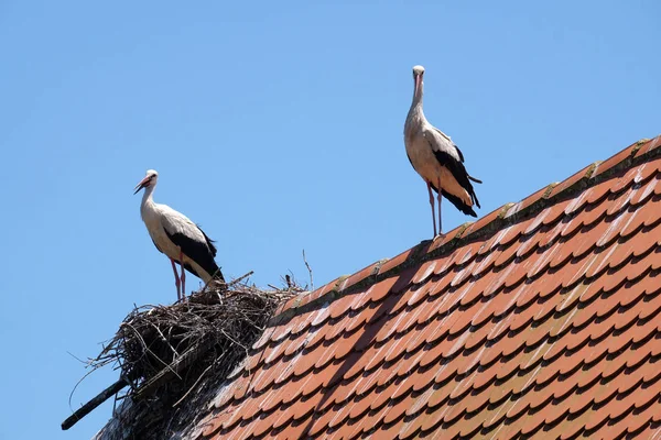 コウノトリと欧州のコウノトリの村 Cigoc クロアチアで改装された木造の上に巣 — ストック写真