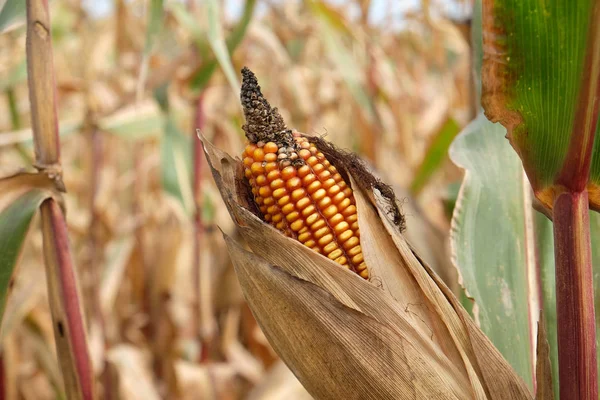 Kukorica Területen Őszi — Stock Fotó