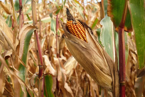 Corn Field Autumn — Stock Photo, Image