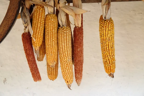 Drying Corn Close — Stock Photo, Image