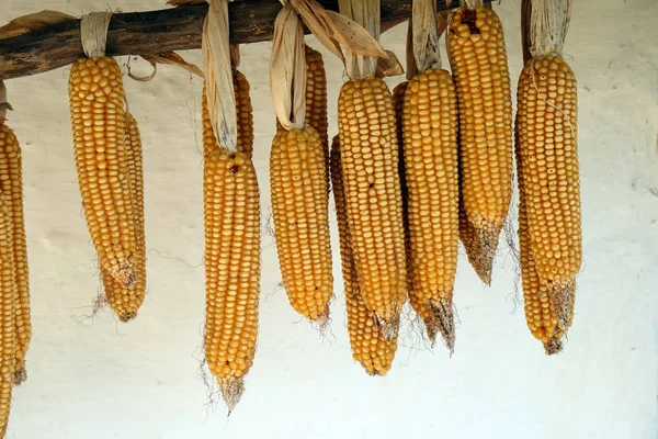 Szárítása Kukorica Zár Megjelöl — Stock Fotó