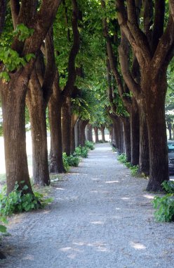 Yol ve ağaçlar boyunca şehir duvar tahkimatı, Lucca, Toskana, İtalya 