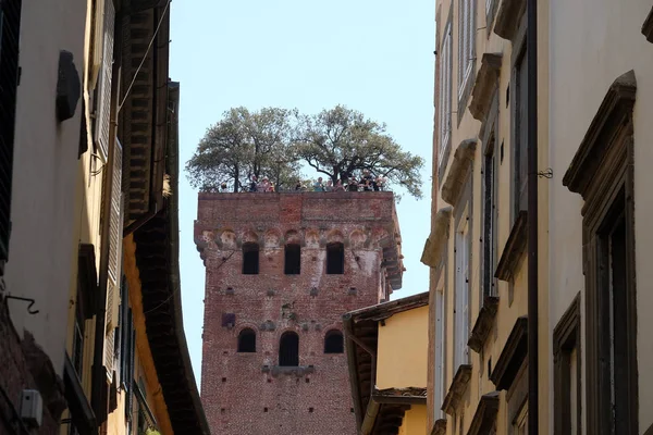 Guinigi Tower Oak Tree Garden Rooftop Lucca Tuscany Italy — Stock Photo, Image