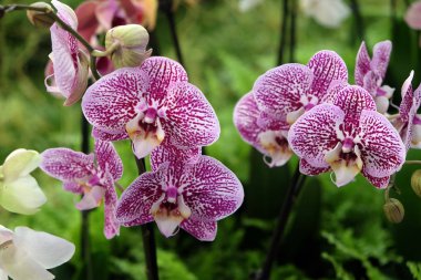 Floraart, 52 Uluslararası Bahçe Sergisi Zagreb, göl Bundek üzerinde 10 Mayıs 2017 maruz kalan çiçekler.