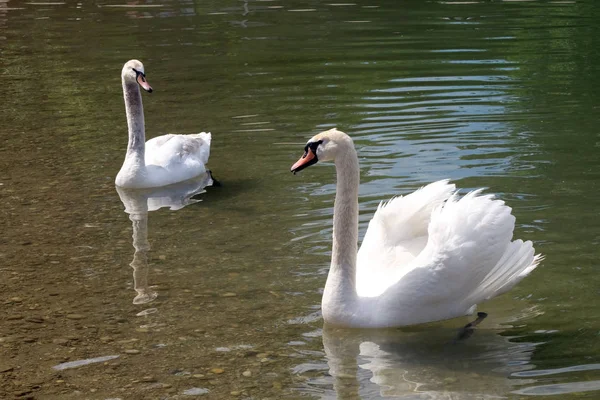 Swans Bundek Lake Zagreb — Stock Photo, Image