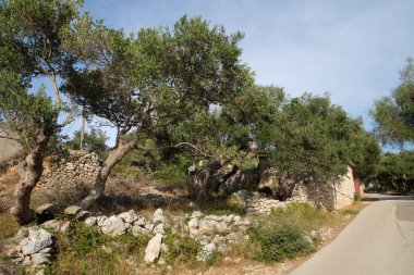 Zeytin bahçesinde eski Lun, ada Pag, Hırvatistan, 