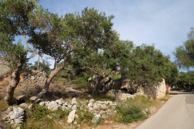 Zeytin bahçesinde eski Lun, ada Pag, Hırvatistan, 