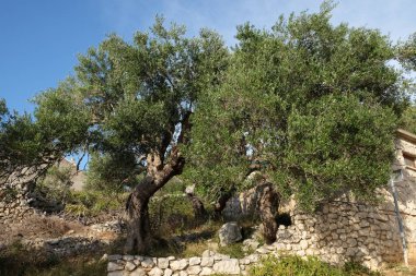 Zeytin bahçesinde eski Lun, ada Pag, Hırvatistan, 