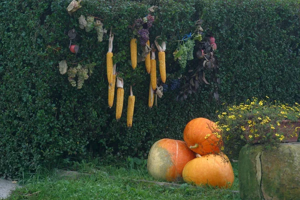 Thanksgiving Decorations Pumpkins Corn Front House Croatia — Stock Photo, Image