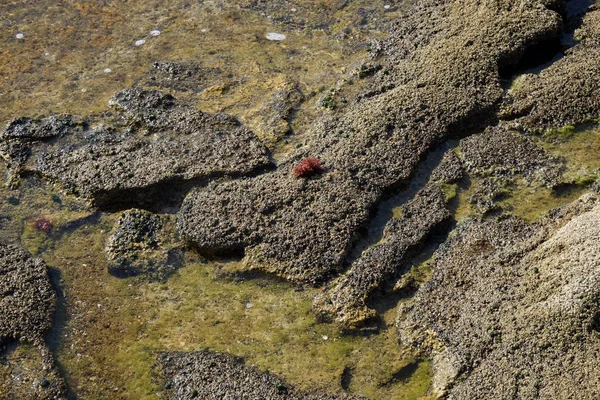 Textura Pedra Debaixo Água — Fotografia de Stock