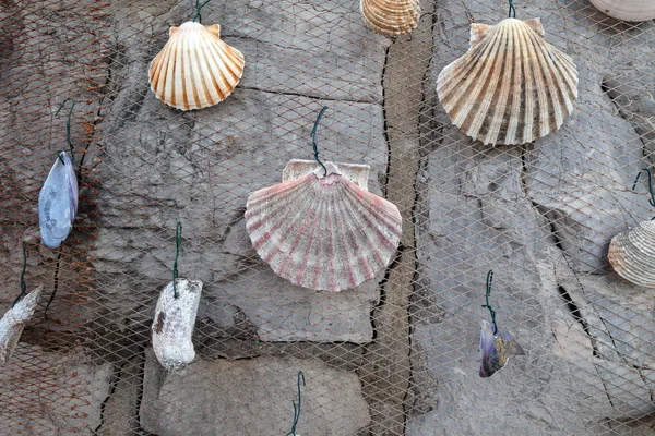 Fishing net decorated with seashell, exposed as decoration in front of the restaurant in Icici, Croatia