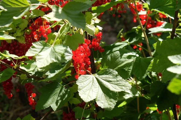 Arbustes Groseilles Rouges Aux Fruits Mûrs — Photo