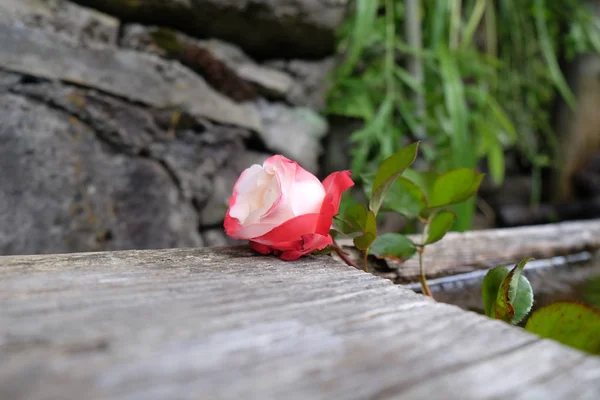 Red Rose Close — Stock Photo, Image