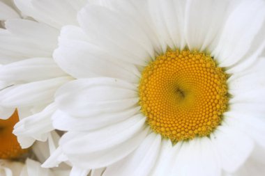 papatya çiçeği bir close-up