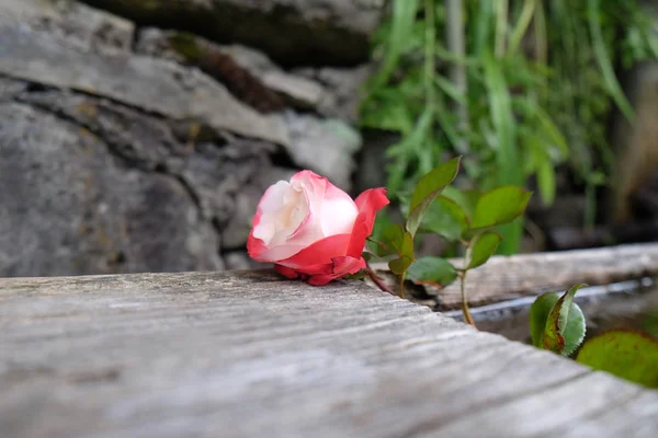 Rosa Roja Cerca — Foto de Stock