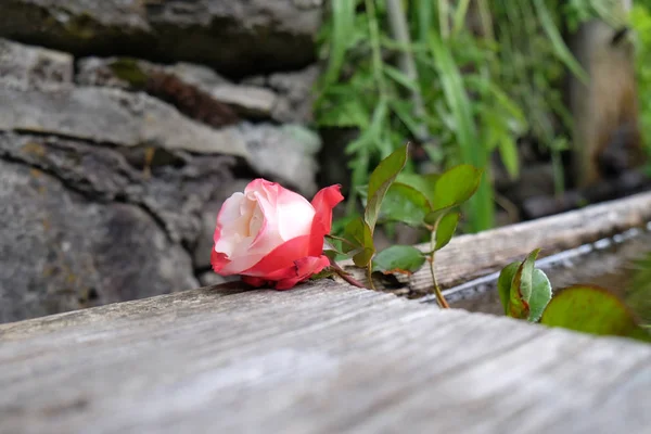 Rote Rose Aus Nächster Nähe — Stockfoto