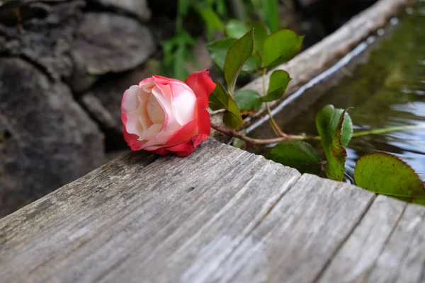 Rote Rose Aus Nächster Nähe — Stockfoto