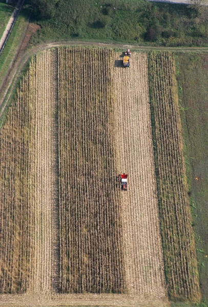 Össze Betakarított Kukorica Sisljavic Horvátországban — Stock Fotó