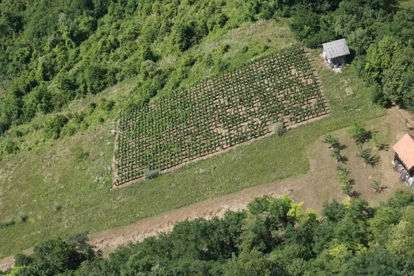 Filas Verdes Vid Bajo Sol Región Del Viñedo Plesivica Croacia — Foto de Stock