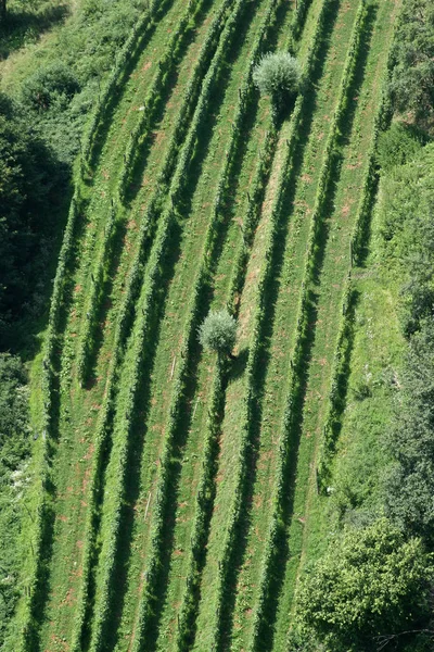 Πράσινες Γραμμές Της Αμπέλου Κάτω Από Ήλιο Στην Περιοχή Αμπελώνας — Φωτογραφία Αρχείου