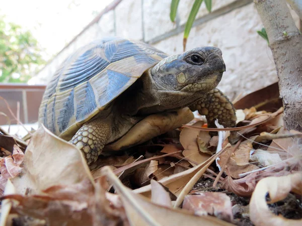 Boîte Ornée Tortue Gros Plan — Photo