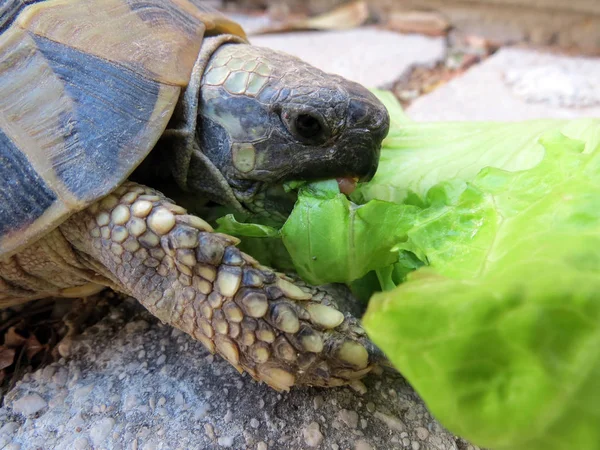 Tortuga Caja Adornada Cerca —  Fotos de Stock