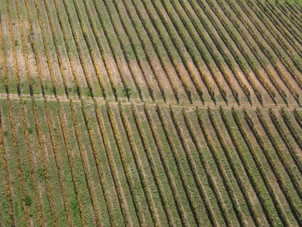 克罗地亚北部普莱西维卡葡萄园地区阳光下的绿色长长的葡萄藤 — 图库照片