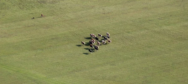 Aerial image of a herd of cows in a pasture near Ludina, Croatia