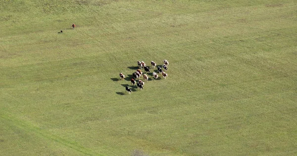 Aerial Image Herd Cows Pasture Ludina Croatia — Stock Photo, Image