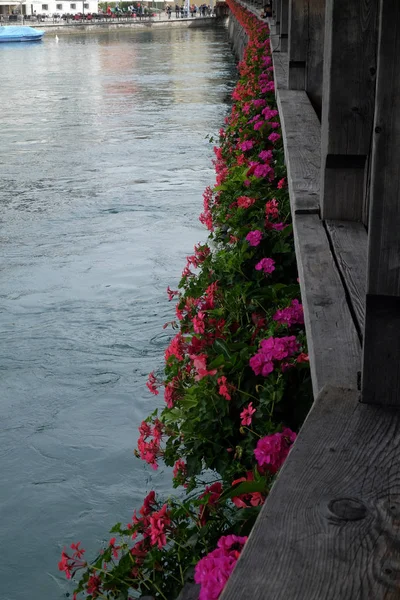 Flores Flor Chapel Bridge Lucerna Suiza — Foto de Stock