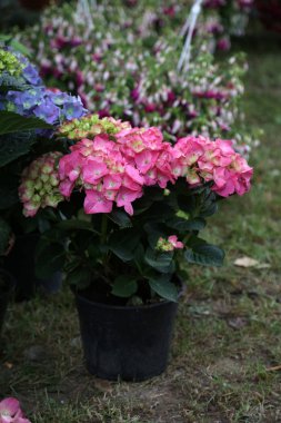 Floraart, Zagreb, Hırvatistan'daki 49 uluslararası Bahçe Sergisi maruz kalan çiçekler