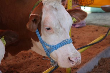 Hırvatistan'ın Bjelovar kentindeki fuarda ahırdaki