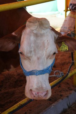 Hırvatistan'ın Bjelovar kentindeki fuarda ahırdaki