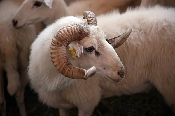 Овцы Выставлялись Ярмарке Беловаре Хорватия — стоковое фото